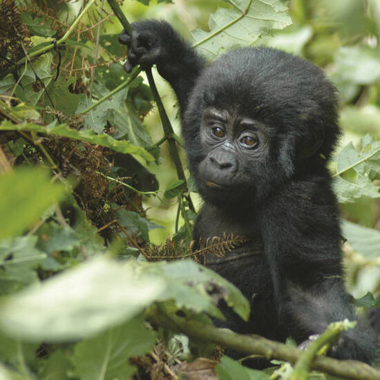 Begegnung mit einem Gorilla-Baby 