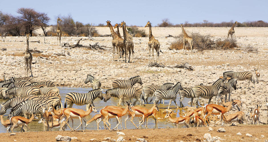 Wasserloch im Etosha-Nationalpark 