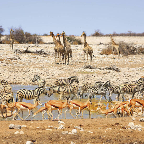 Wasserloch im Etosha-Nationalpark 