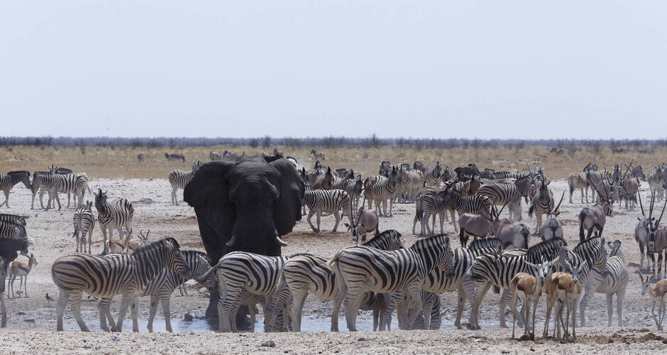Großer Andrang am Wasserloch 