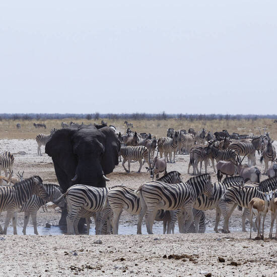 Großer Andrang am Wasserloch 