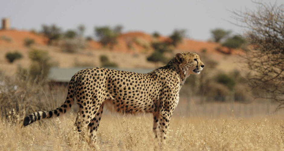 Gepard in der Kalahari 