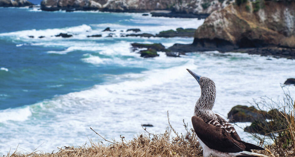 Ein Blaufußtölpel genießt die Aussicht 