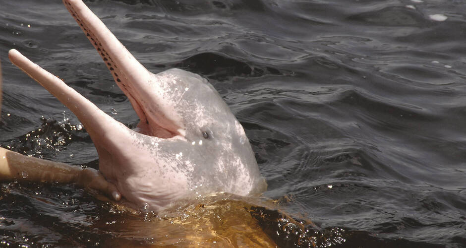 Süßwasserdelphin im Rio Negro 