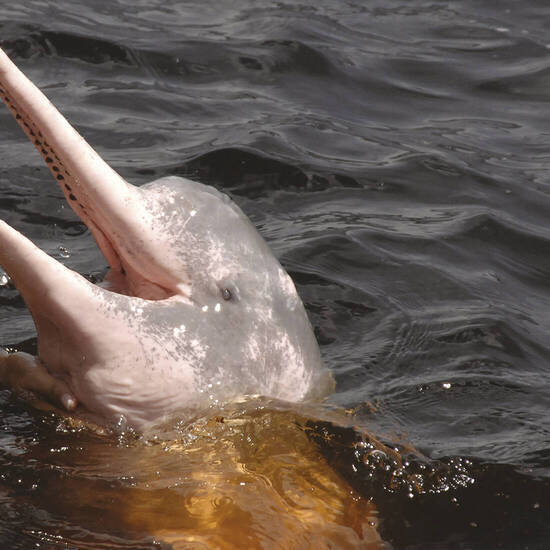 Süßwasserdelphin im Rio Negro 