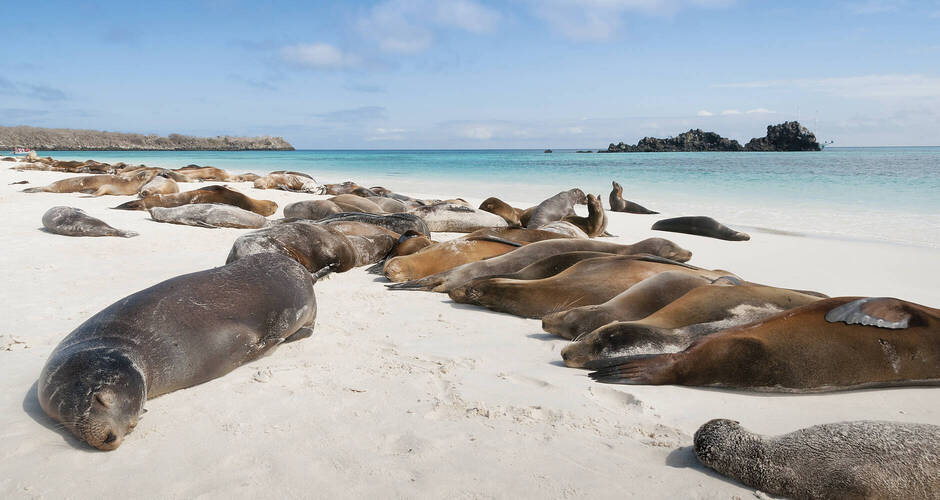 Faszinierende Tierwelt auf Galápagos 