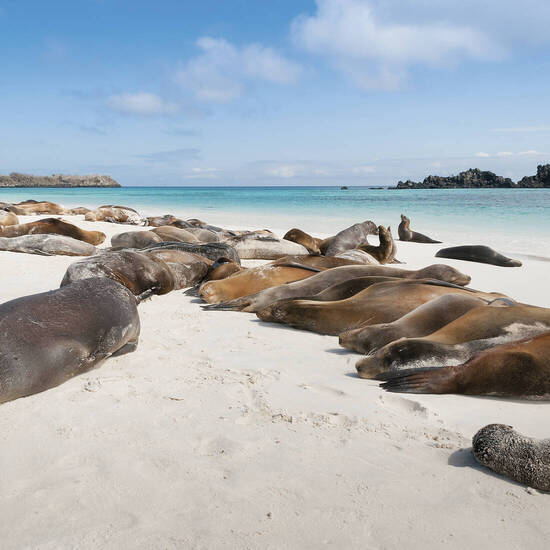 Faszinierende Tierwelt auf Galápagos 
