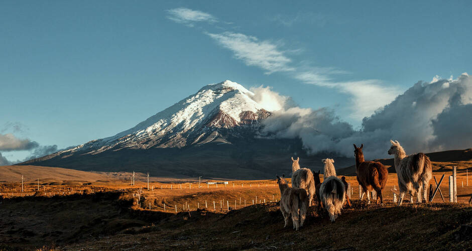 Cotopaxi und Lamas in Ecuador 