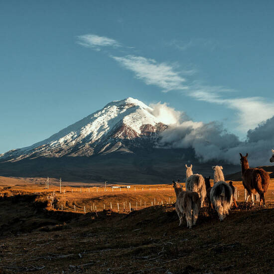 Cotopaxi und Lamas in Ecuador 