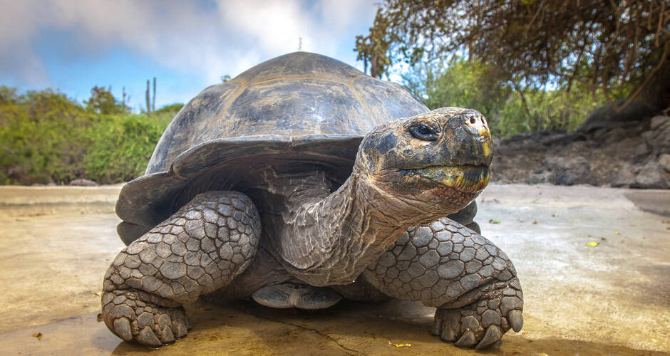 Galápagos-Riesenschildkröte 
