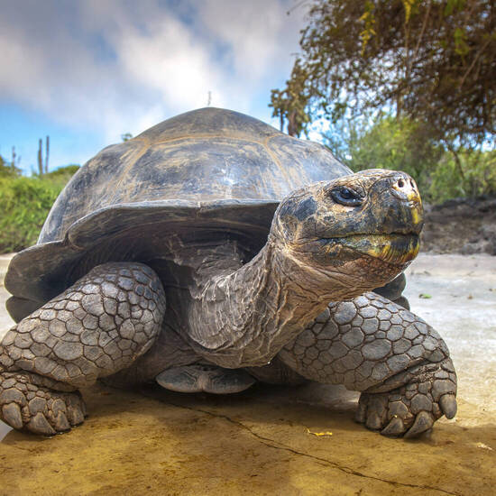 Galápagos-Riesenschildkröte 