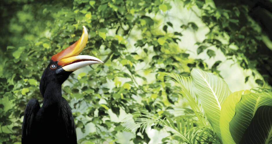 Unterwegs im Regenwald Borneos 