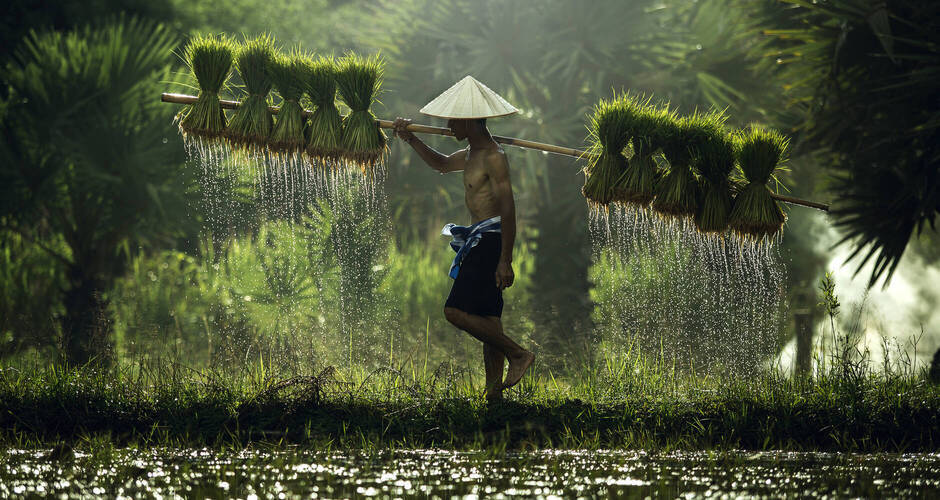 Reisanbau in Vietnam ©tong2530 - stock.adobe.com
