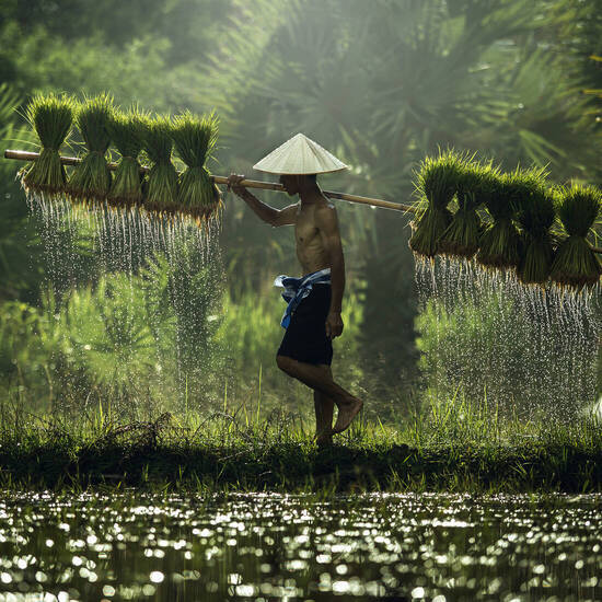 Reisanbau in Vietnam ©tong2530 - stock.adobe.com
