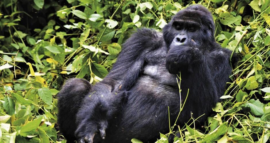 Berggorillas in Uganda 