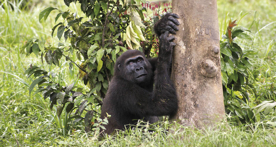 Im Reich der Flachland-Gorillas 