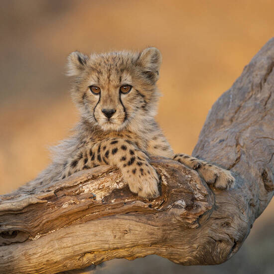 Junger Gepard, Kruger Nationalpark 