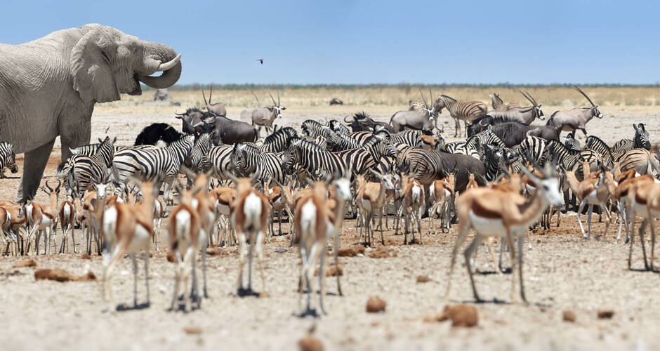 Etosha-Nationalpark in Namibia ©Martin - stock.adobe.com
