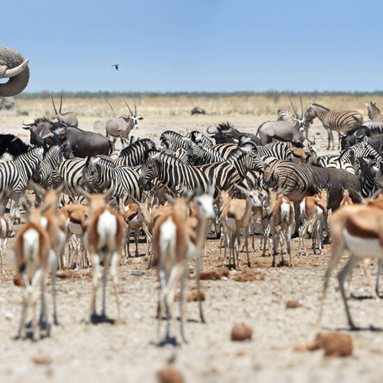 Etosha-Nationalpark in Namibia ©Martin - stock.adobe.com