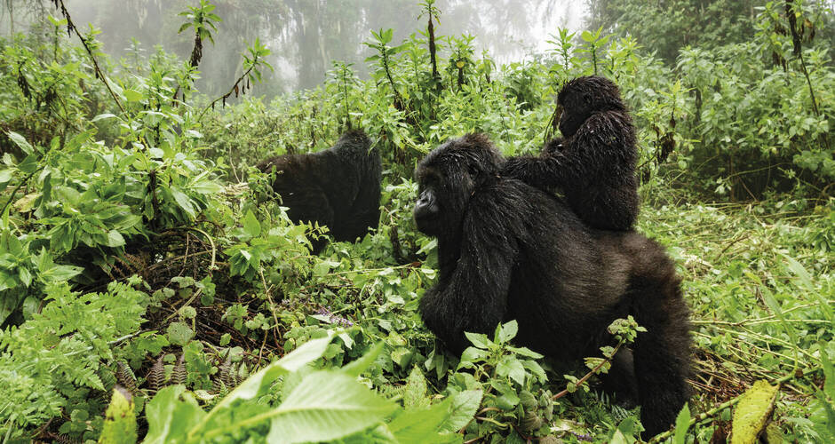 Bedrohte Tierart: Berggorillas © PobladuraFCG