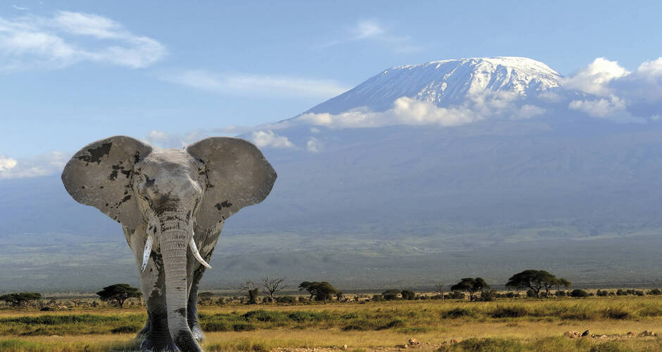 Riesiger Elefantenbulle und Blick auf Kilimanjaro 