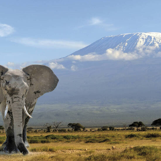 Riesiger Elefantenbulle und Blick auf Kilimanjaro 