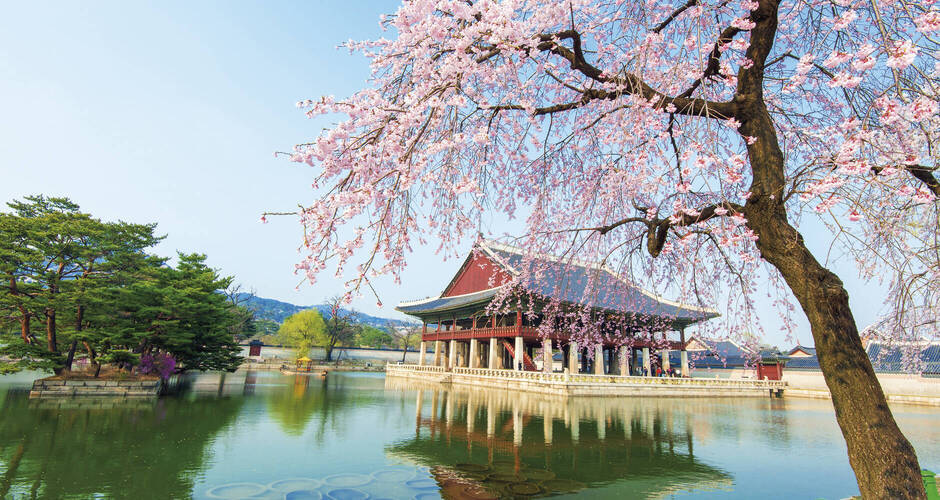 Tempel in Südkorea mit blühendem Kirschbaum 