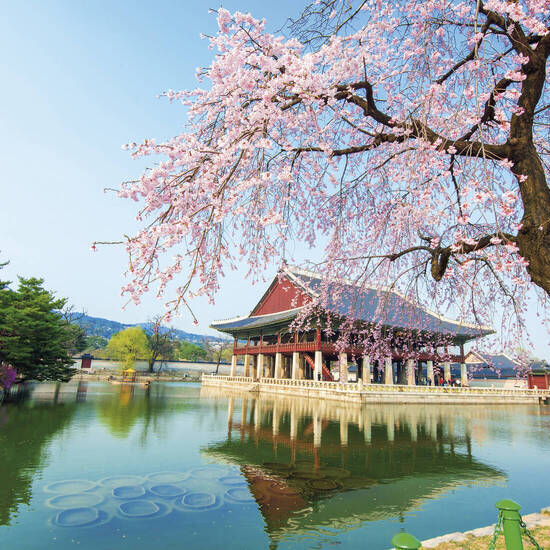Tempel in Südkorea mit blühendem Kirschbaum 