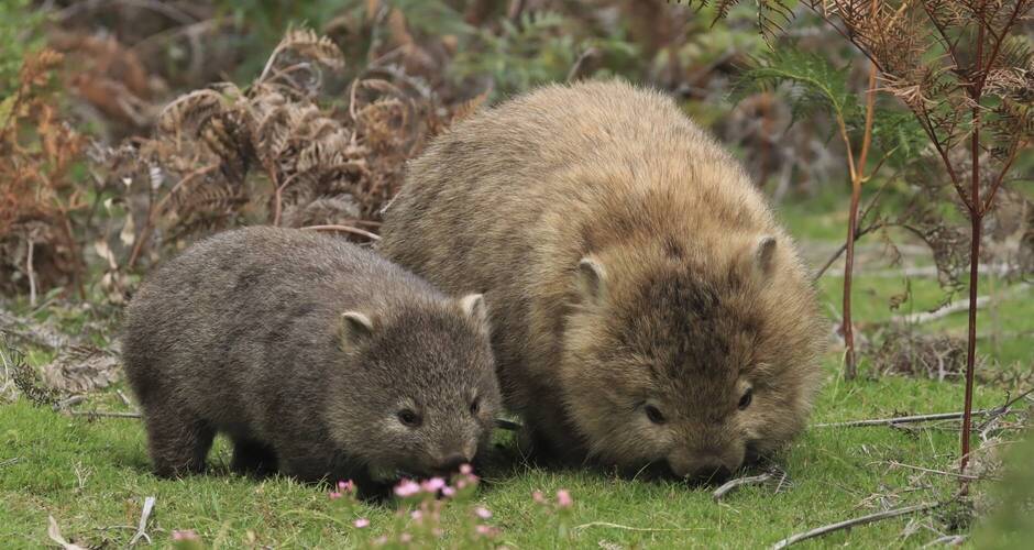 Coral Discoverer Coral Expeditions