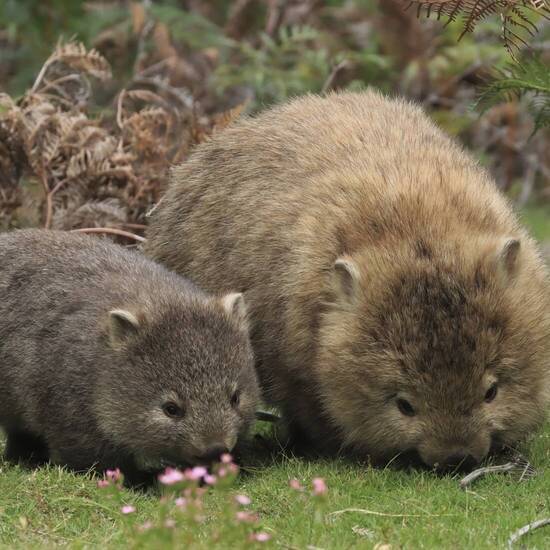 Coral Discoverer Coral Expeditions