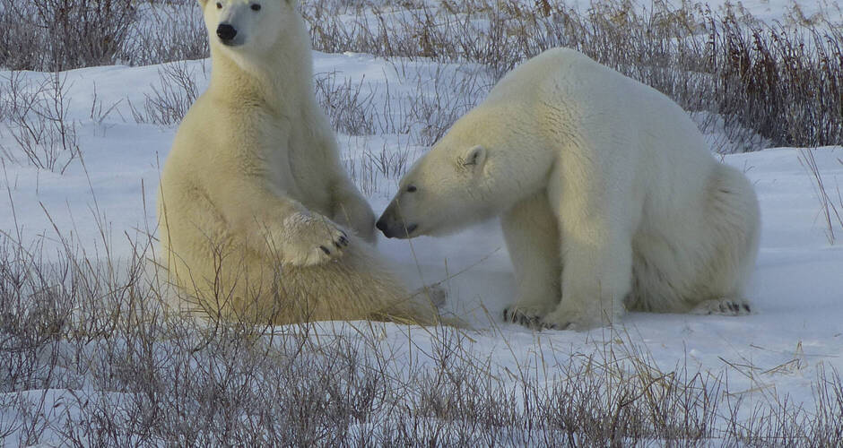 Erstklassige Tierbeobachtung 
