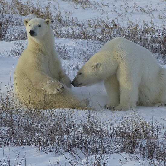 Erstklassige Tierbeobachtung 