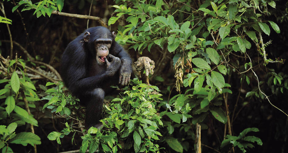 Schimpanse im Regenwald 