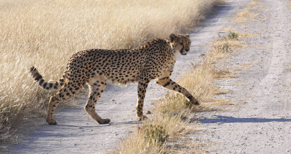 Bildhübscher Gepard 
