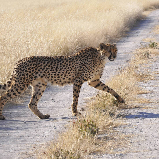 Bildhübscher Gepard 