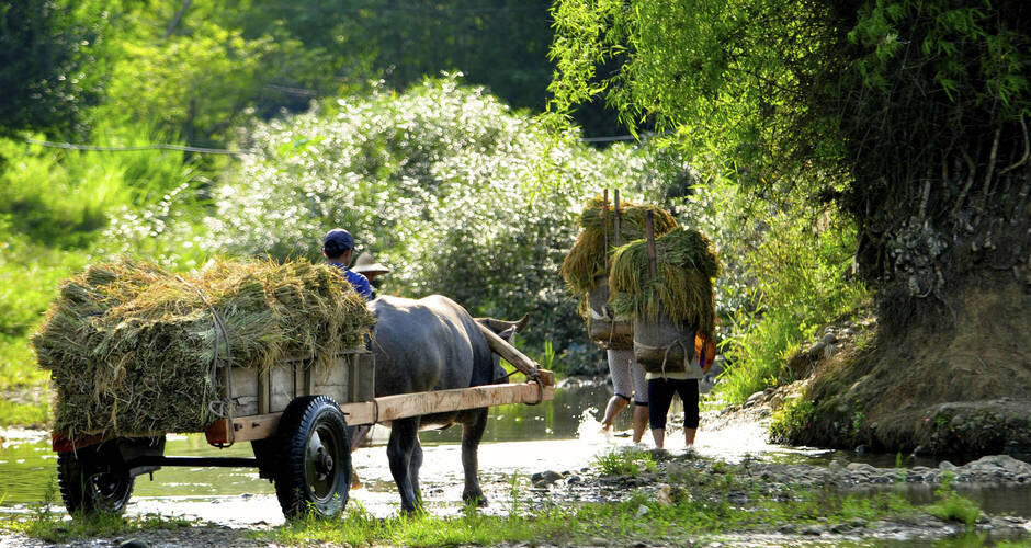 Ländliche Idylle - Stroh-Transport mit Karren 