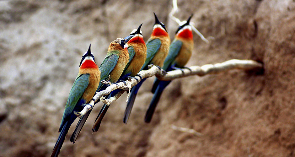 Die bunte Vogelwelt Ostafrikas 