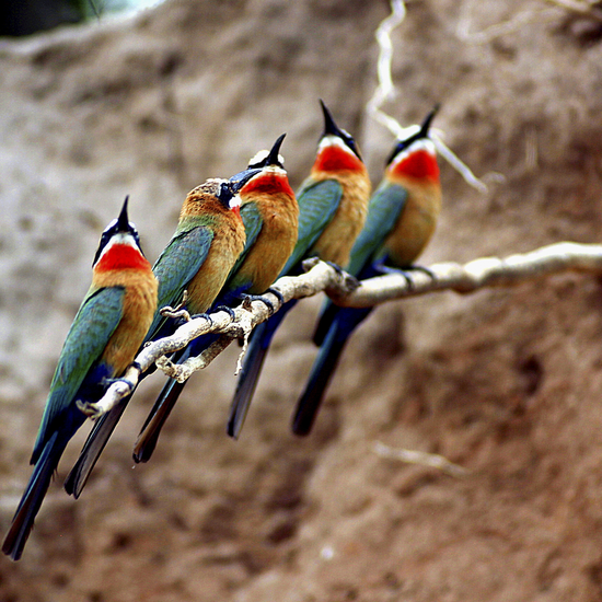 Die bunte Vogelwelt Ostafrikas 