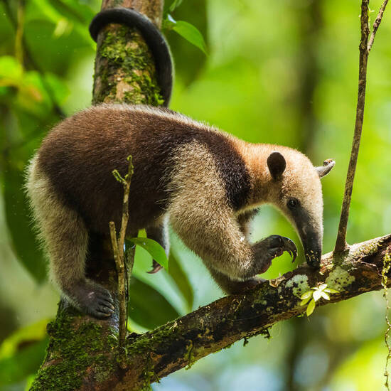 Tamandua im Tortuguero-Nationalpark © roca83 - stock.adobe.com