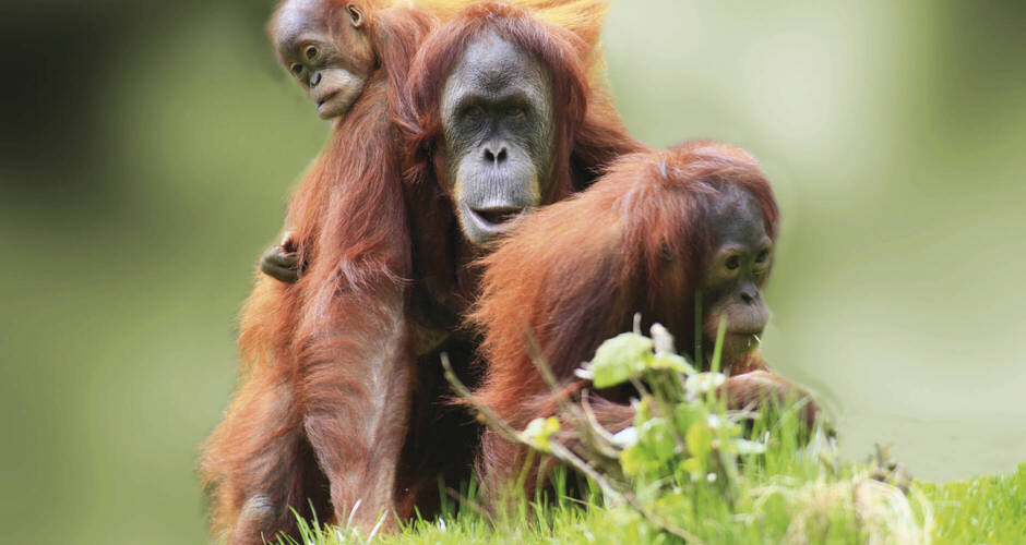 Orang Utan-Familie 