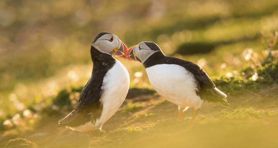Papageitaucher auf Latrabjarg Getty Images/iStockphoto