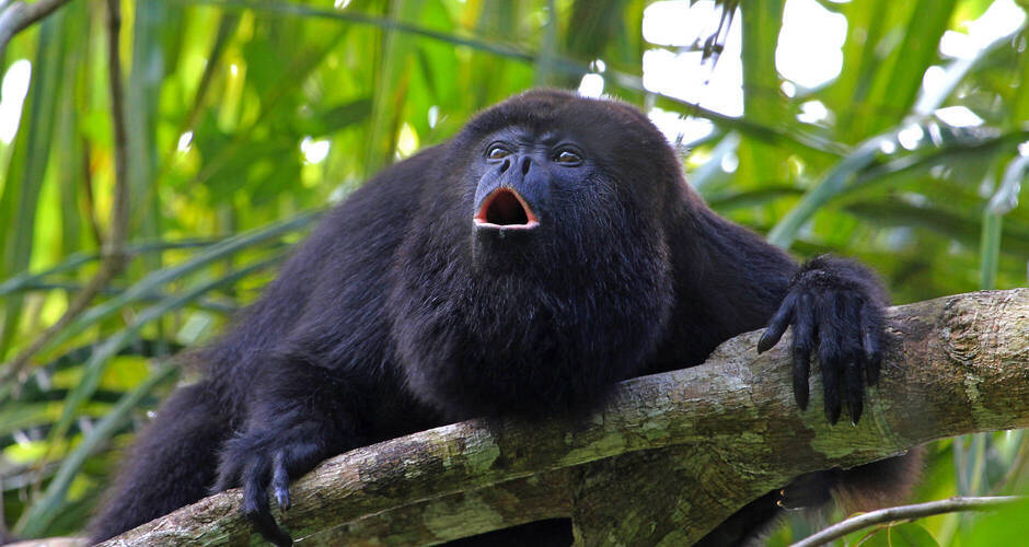 Schwarzer Brüllaffe im Dschungel von Belize © reisegraf - stock.adobe.com