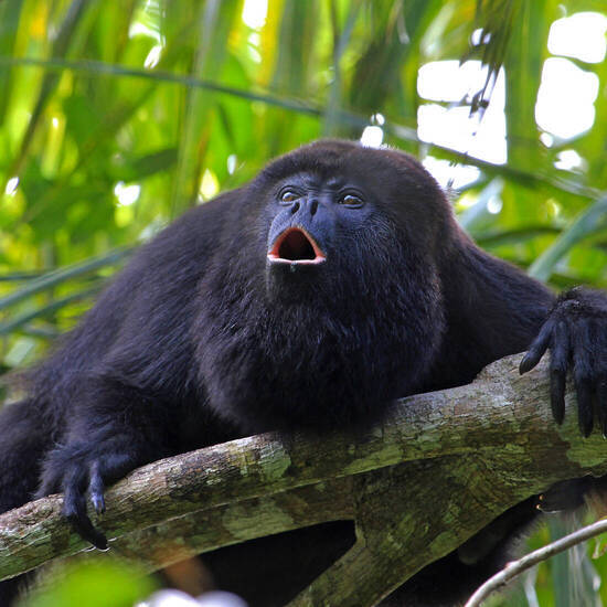 Schwarzer Brüllaffe im Dschungel von Belize © reisegraf - stock.adobe.com