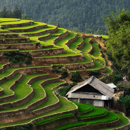 Reisterrassen von Sapa © oleksii.leonov - stock.adobe.com