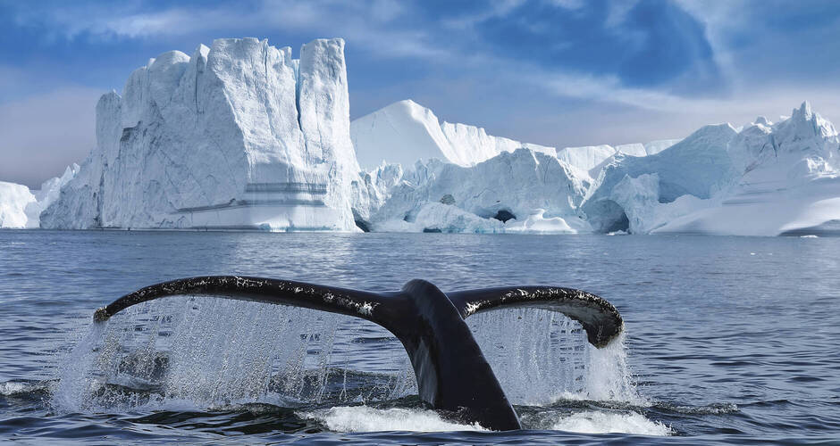 Ein Buckelwal im llulissat-Eisfjord 