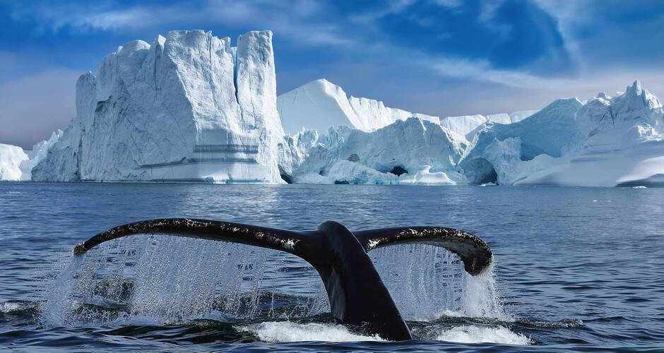 Nahaufnahme der Schwanzflosse eines Buckelwals zwischen Eisbergen im Ilulissat-Eisfjord © Revive Photo Media - stock.adobe.com