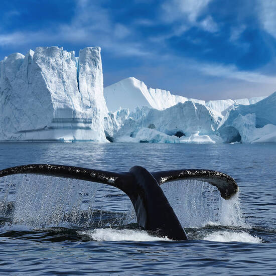 Nahaufnahme der Schwanzflosse eines Buckelwals zwischen Eisbergen im Ilulissat-Eisfjord © Revive Photo Media - stock.adobe.com