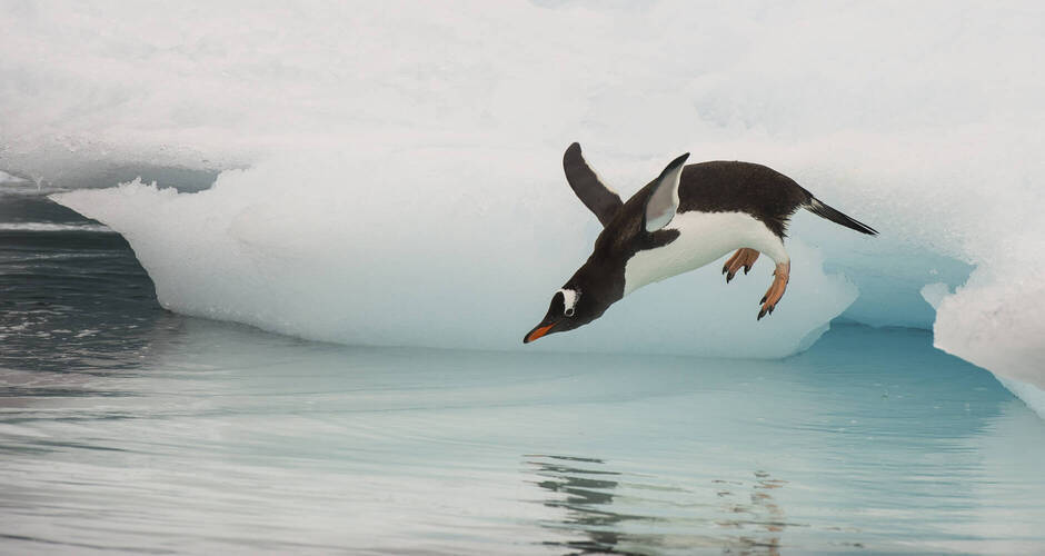 Eselspinguin springt vom Eisberg in der Antarktis ins Wasser 