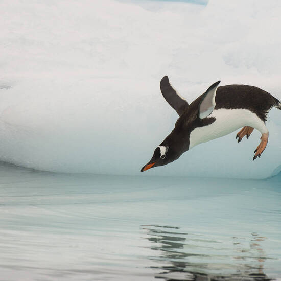 Eselspinguin springt vom Eisberg in der Antarktis ins Wasser 