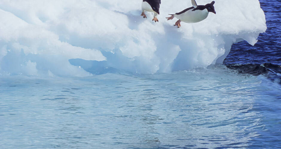 Adeliepinguine springen ins Meer. 